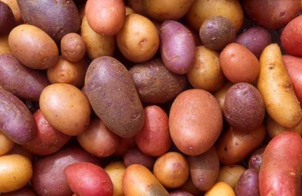 Картофель сорта аврора