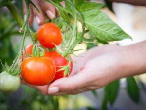 Дрожжи для подкормки помидоров и огурцов - удобрение сырыми и сухими дрожжами
