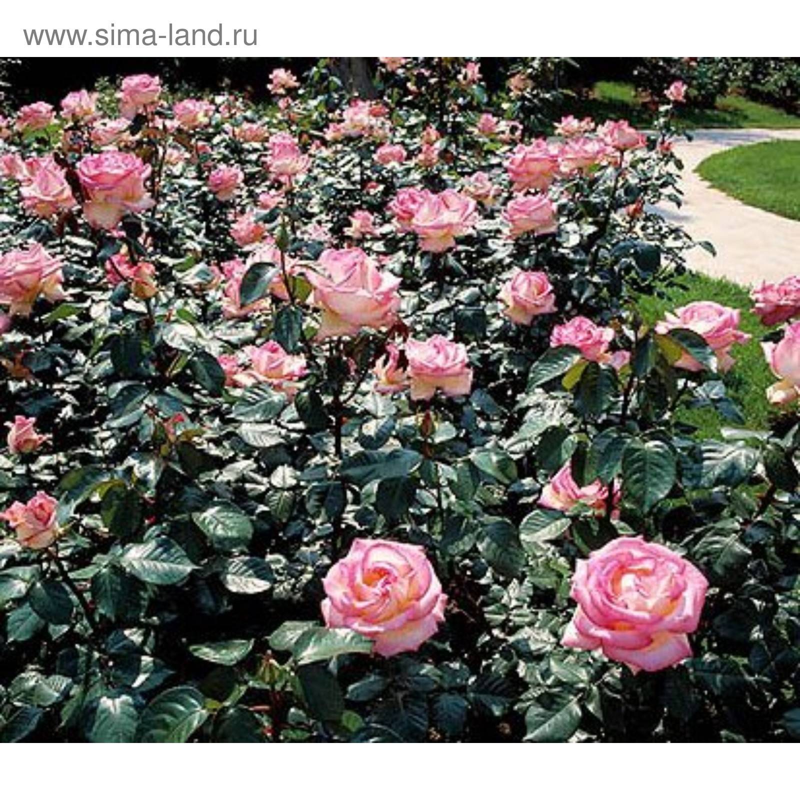 Роза принц монако: флорибунда с градиентной окраской лепестков