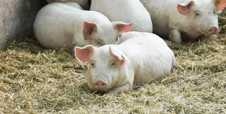Болезни свиней: симптомы и лечение, фото. проявления на коже