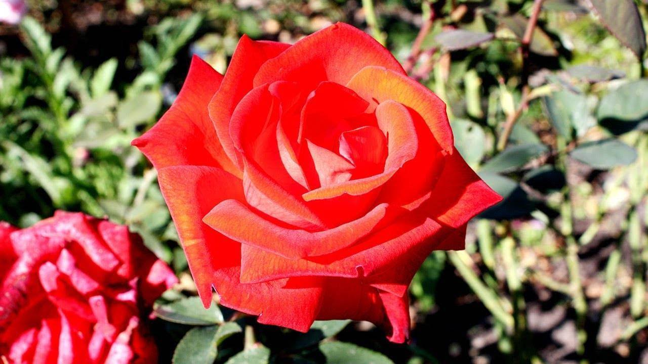О подкормке роз в июне для пышного цветения в саду: чем и как правильно удобрять