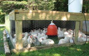 Куры бройлеры (65 фото): особенности выращивания в домашних условиях, кормление бройлерных цыплят. как правильно разводить?