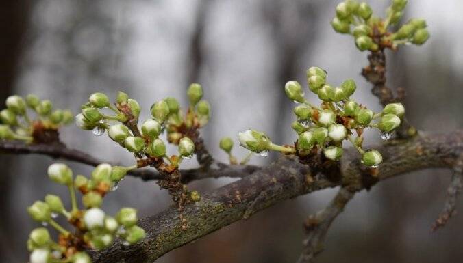 Уход за вишней весной – как вырастить здоровые деревья?