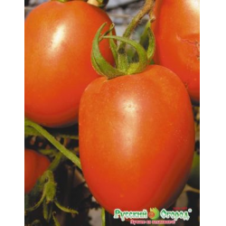 Томат "розовый король" f1:  характеристика сорта и его фото. а также полное описание достоинств и недостатков помидор, советы по выращиванию