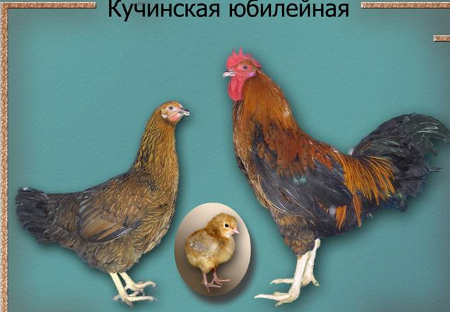 Кучинская юбилейная порода кур: описание и условия содержания