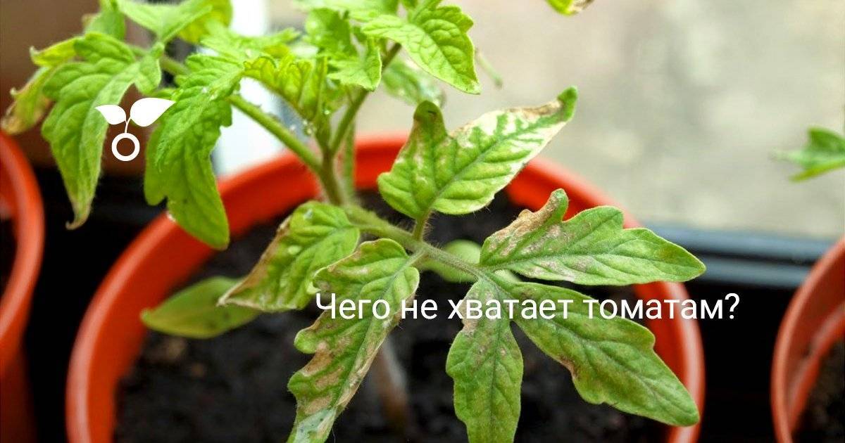 Как определить чего не хватает томатам по цвету листьев: 75 фото признаков дефицита элементов питания