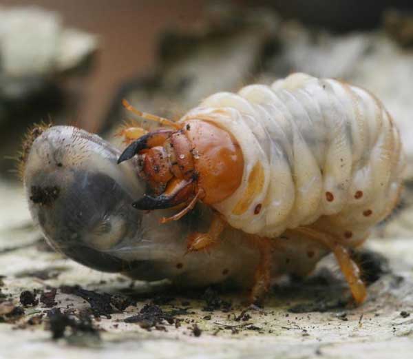 Как бороться с хрущем на клубнике. как избавиться от личинок майского жука народными средствами