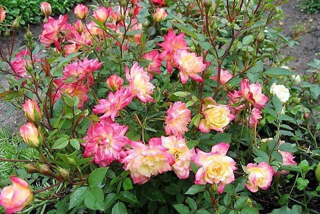 Что такое полиантовые розы?