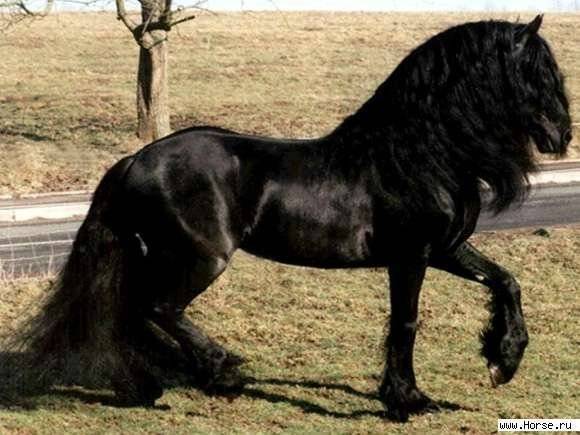 Породы лошадей – каких животных причисляют к самым большим, дорогим и красивым?