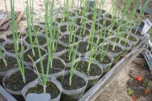 Самое важное о выращивании лука “эксибишен” из семян, через рассаду и севок