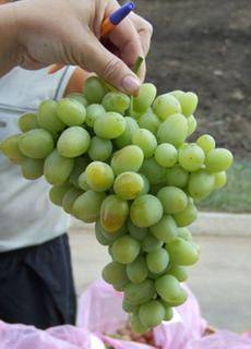 Виноград надежда аксайская: надёжный сорт для вашего сада