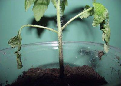 Почему на листьях рассады помидоры появляются белые пятна? что делать и как спасти растения?