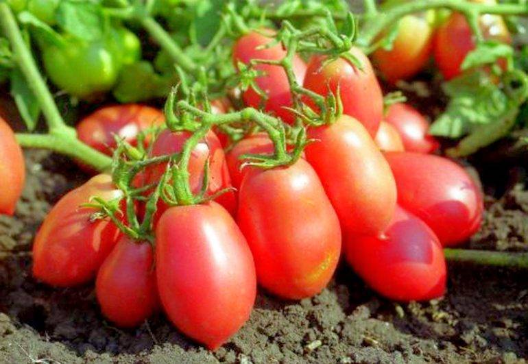 Лисичка: описание сорта томата, характеристики помидоров, посев