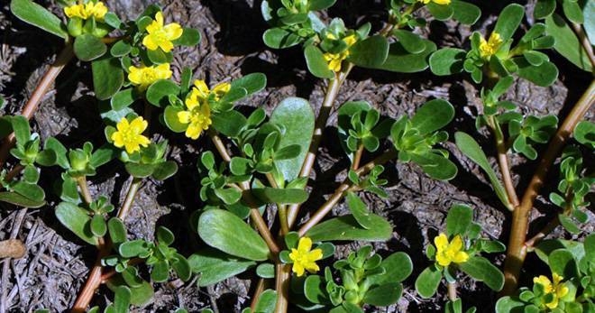 Огородный портулак – как вывести растение из огорода, эффективные гербициды