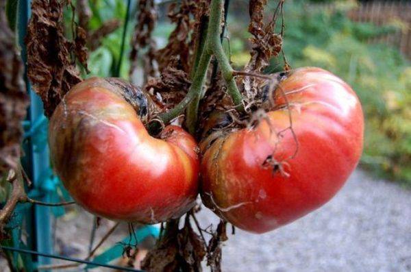 Советы огородникам: как обрабатывать помидоры от фитофторы?