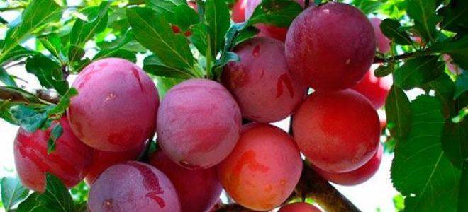 Слива персиковая: описание и советы по выращиванию