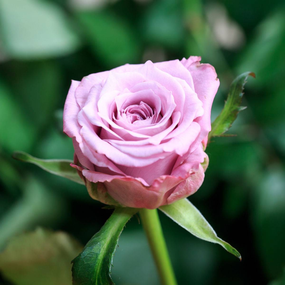 Плетистые розы - описание. классификация, особенности выращивания | о розе