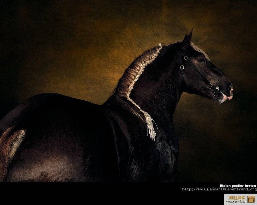 Терская порода лошадей: история, описание экстерьера, содержание