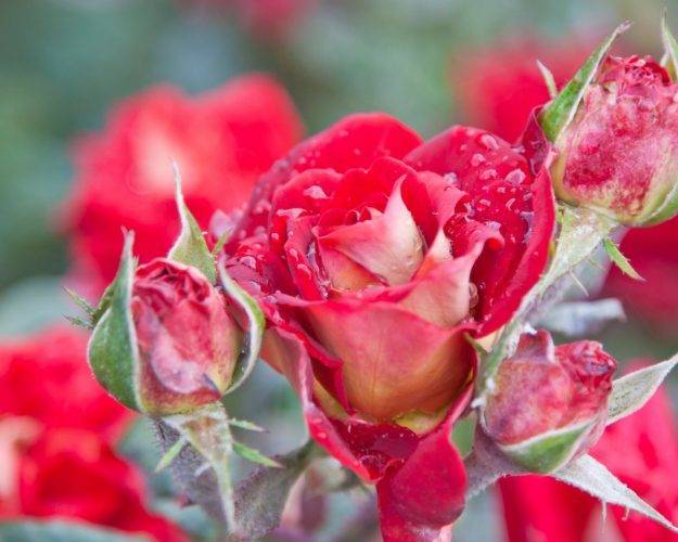 Обрезка роз весной – советы для начинающих цветоводов с видео
