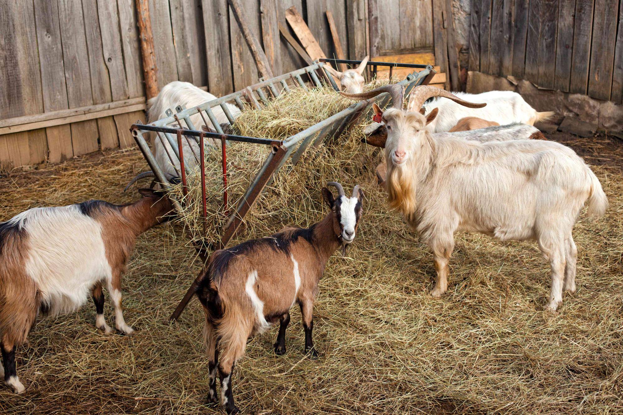 Уход и содержание коз в домашних условиях для начинающих 2020