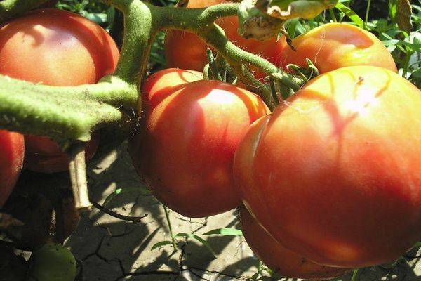 Китайский розовый: описание сорта томата, характеристики помидоров