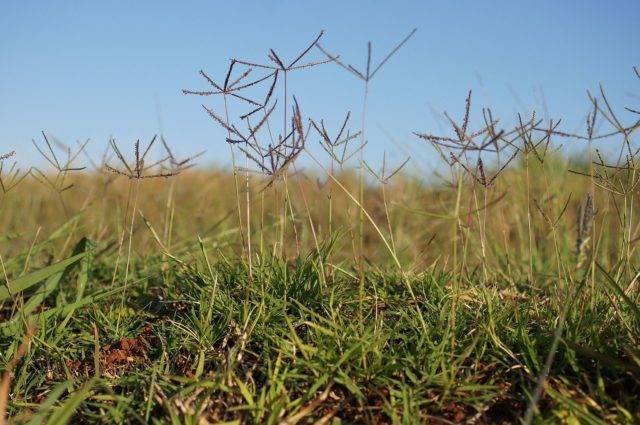 О сорной траве американка: как выглядит, свойства, как избавиться на участке