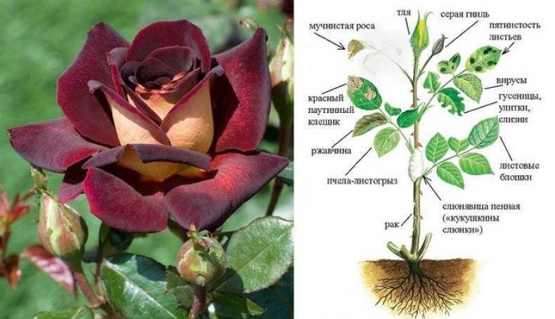Чем болеют розы: 10 частых проблем и их решения