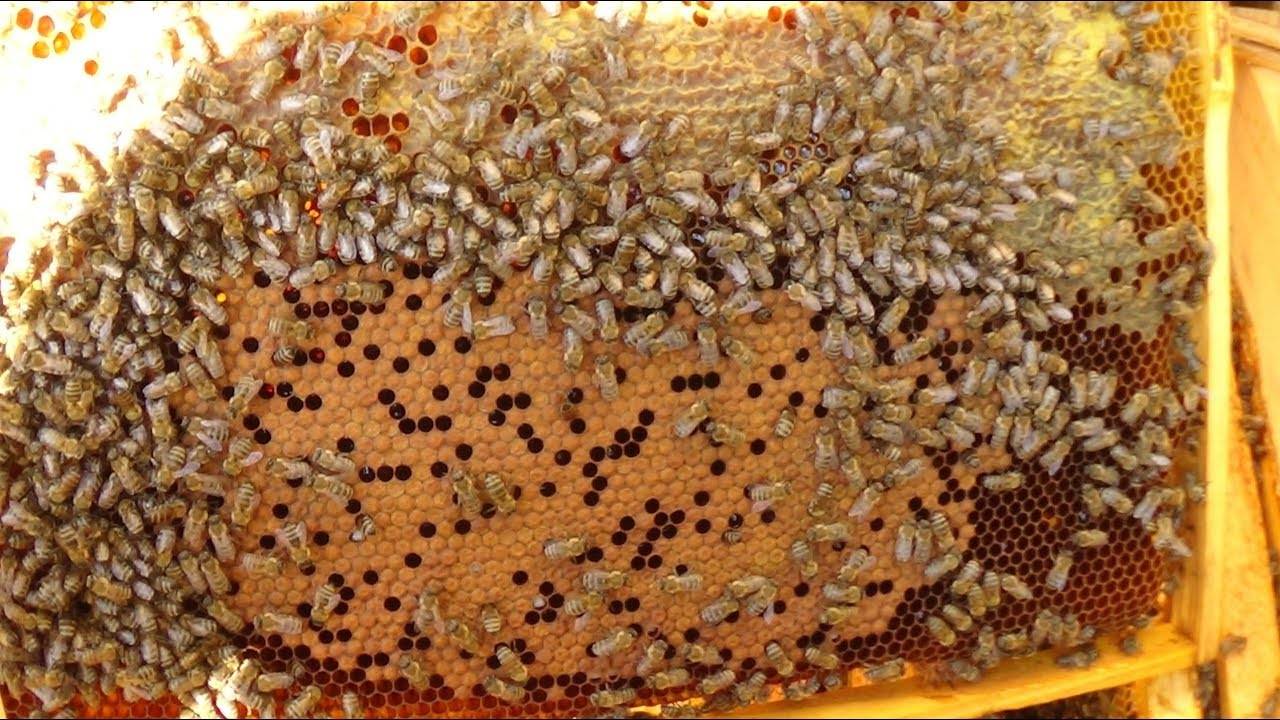 Пчелы в августе