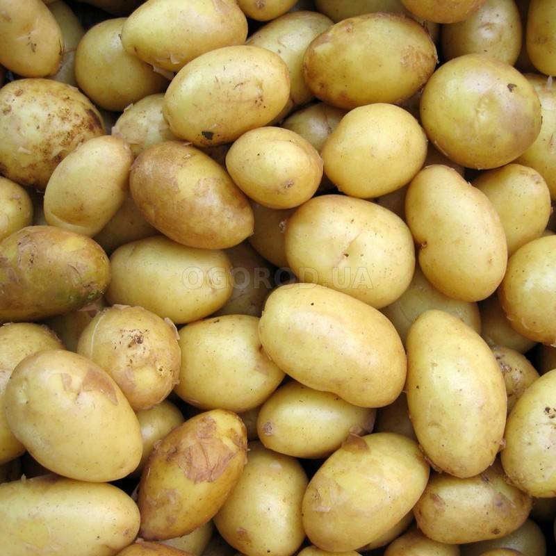 Картофель скарб — описание сорта, характеристика, особенности выращивания, отзывы + фото