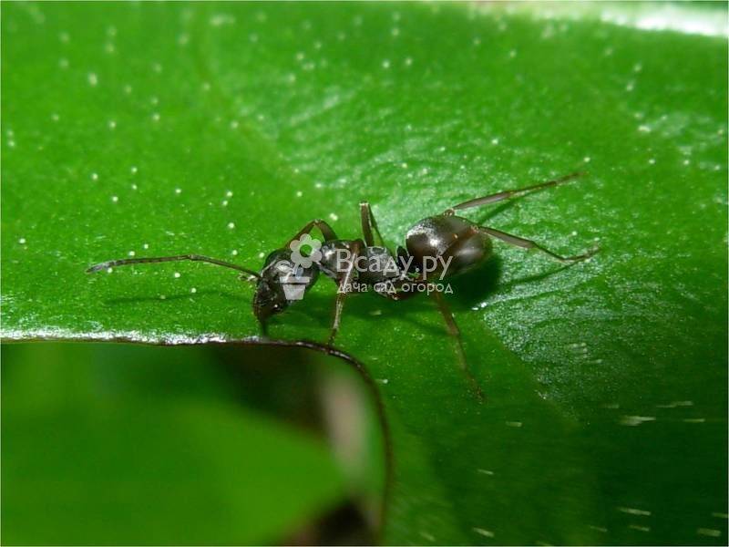 Как бороться с муравьями на цветах: методы борьбы на клумбе и в горшках