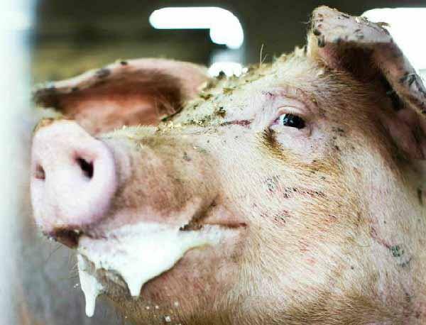 Как распознавать и лечить рожу у свиней: важная информация – клуб любителей хрюш