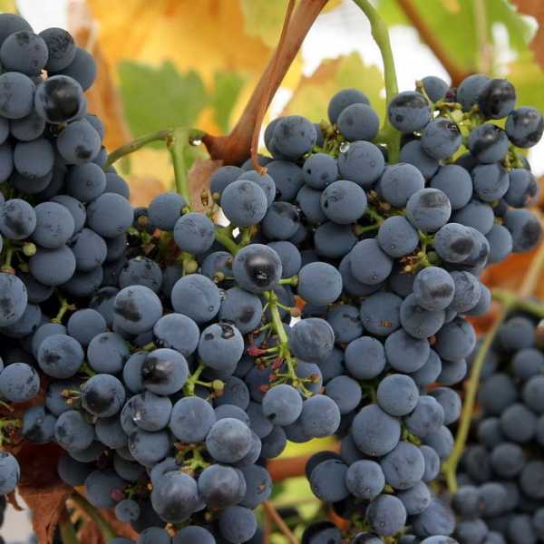 Виноград: зимостойкие сорта для виноделия