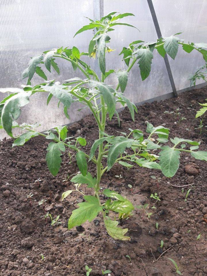Выращивание помидоров под укрывным материалом