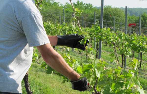 Весенние работы с виноградом: первая обработка и подвязка, подкормки и защита от заморозков