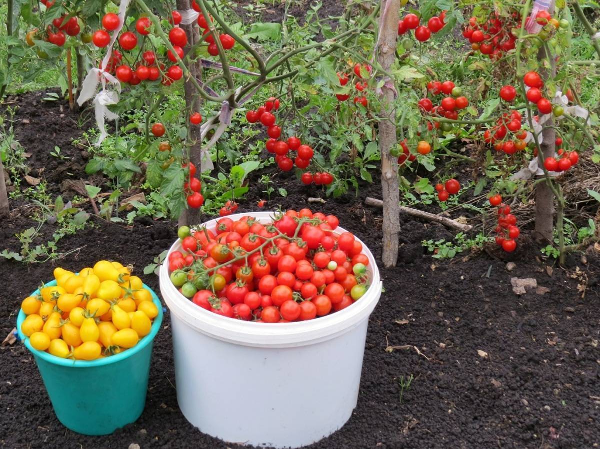 Описание сорта томатов «нужный размер», выращивание и основные достоинства