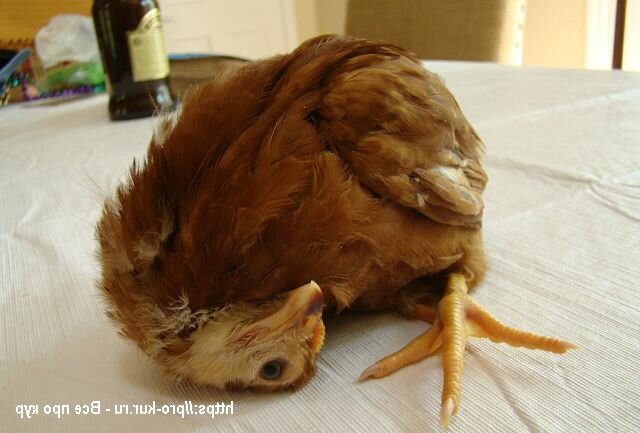 Проблема разъезжания лап у цыплят