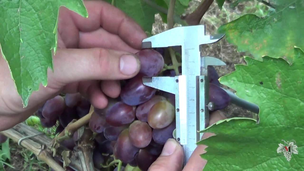 Байконур — столовый сорт винограда