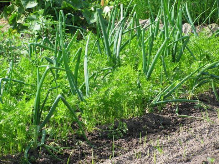 С чем рядом посадить шпинат на одной грядке, а какие соседи, наоборот, помешают ему расти и почему, а также список культур, которые можно разводить до и после