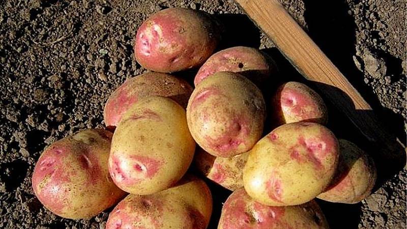 Ред Леди: описание сорта картофеля, характеристики, агротехника