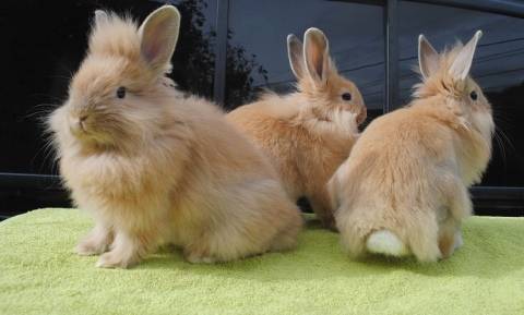 Породы кроликов - какую выбрать, лучшие неприхотливые, мясные, декоративные породы