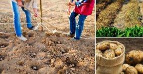 Глубина посадки картофеля. схема посадки картофеля
