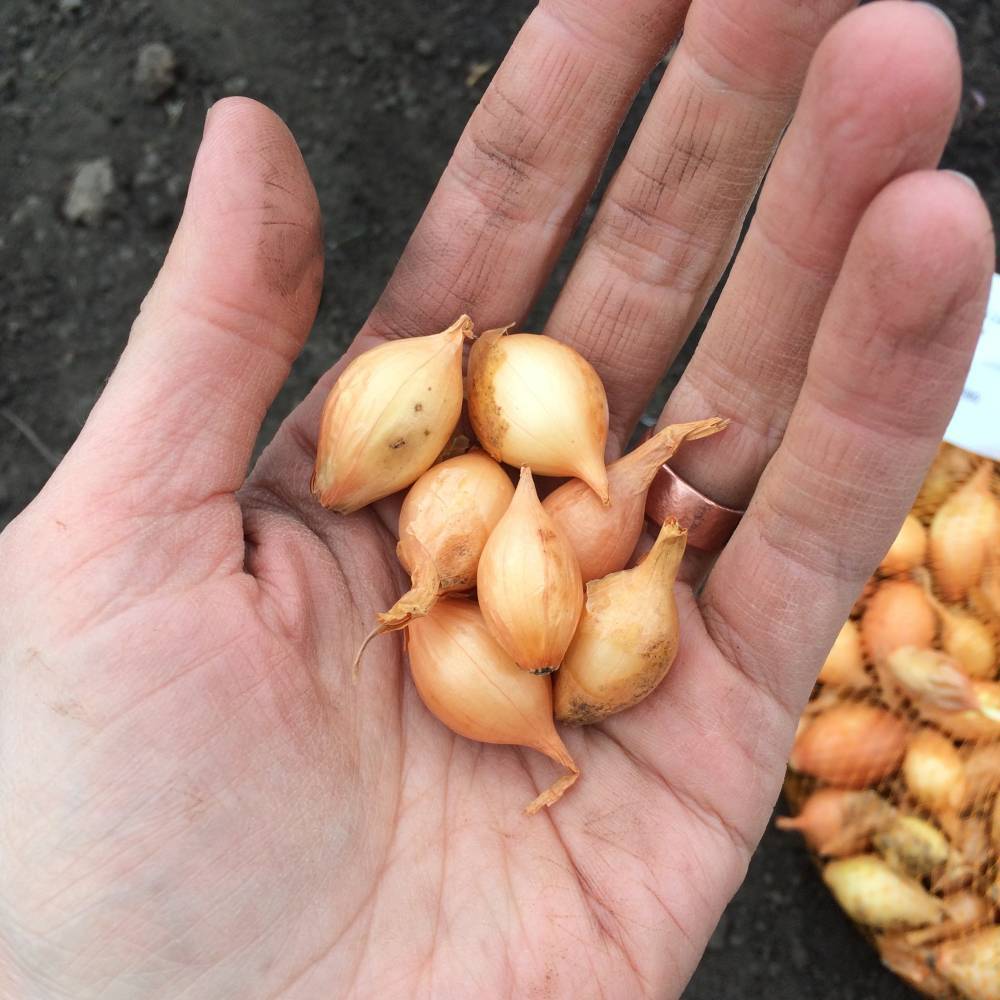 Лук-шалот: тонкости выращивания семейного лука из севка и семян