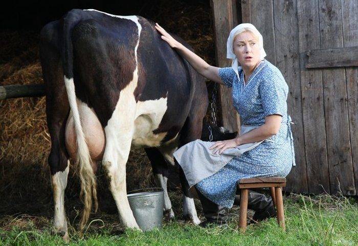 Антибрык для коров: как сделать своими руками? как правильно спутать корову, чтобы можно было подоить? народные методы, чтобы отучить первотелку лягаться