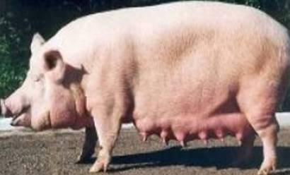Порода свиней ландрас: описание с фото, содержание и кормление, отзывы