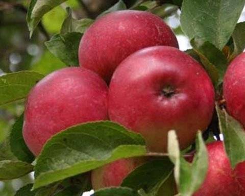 О яблоне бессемянка мичуринская, описание, характеристики сорта, агротехника
