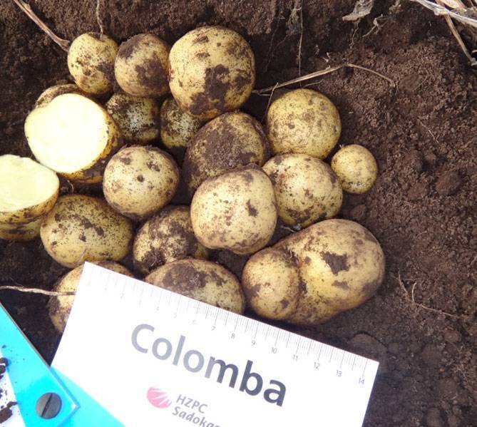 Сорт картофеля «коломбо»: характеристика, описание, урожайность, отзывы и фото