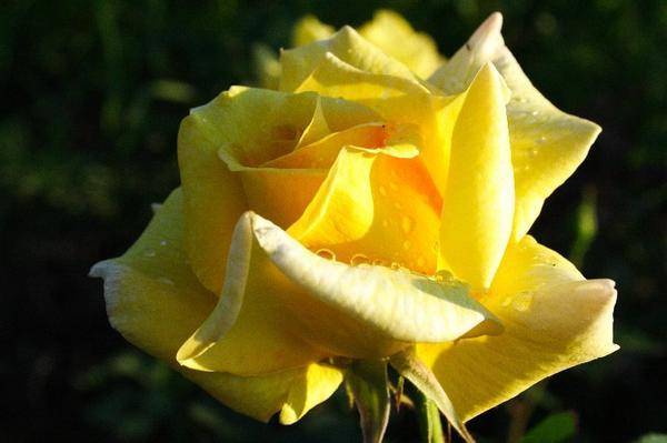 О сортах желтых роз: описание и характеристики, выращивание парковой розы