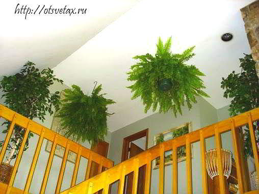 Можно ли растить папоротник в квартире, и стоит ли сажать растение на участке
