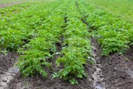 Пестициды от сорняков: для чего нужны гербициды для картофеля? раундап, лазурит, титус: инструкция по применению, действие и дозировка