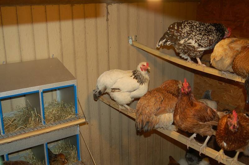 Выращивание цыплят в домашних условиях: уход и кормление для начинающих, здоровые суточные несушки, разведение после инкубатора, птенцы ломан браун